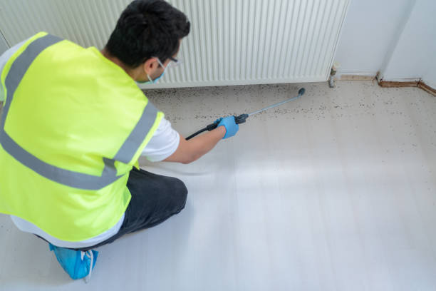 Best Fumigation Services  in Lemon Hill, CA